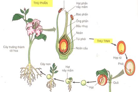Di truyền học quần thể