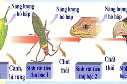 BÀI 26 DÒNG NĂNG LƯỢNG TRONG HỆ SINH THÁI