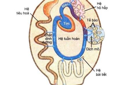 Ôn tập lý thuyết chuyển hóa vật chất và năng lượng ở động vật