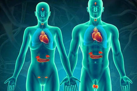 Bài tiết và cân bằng nội môi