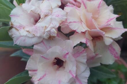 GIẢI BÀI TOÁN BẰNG CÁCH LẬP PHƯƠNG TRÌNH (Tiết 2)