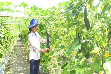 HOẠT ĐỘNG SẢN XUẤT NÔNG NGHIỆP, LÂM NGHIỆP, THUỶ SẢN Ở THÀNH PHỐ HỒ CHÍ MINH