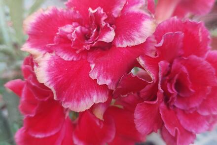 ÔN TẬP KIỂM TRA GIỮA HKII TOÁN 8 (24-25)