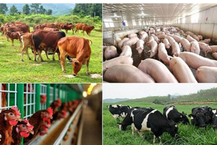 BÀI 22. KHÁI QUÁT VỀ BẢO VỆ MÔI TRƯỜNG TRONG CHĂN NUÔI