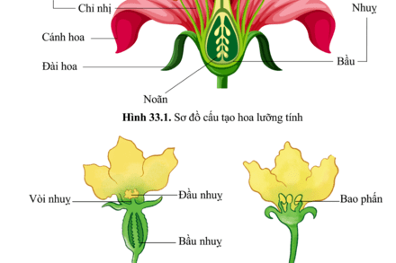 Sinh sản ở thực vật