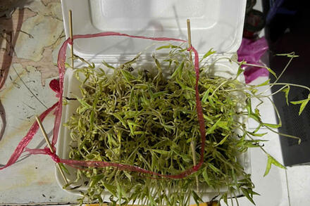 Bài 22: Thực hành xác định một số đặc trưng cơ bản của quần thể sinh vật