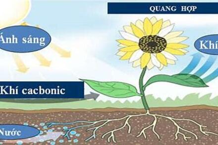 THỰC HÀNH CHỨNG MINH QUANG HỢP Ở CÂY XANH