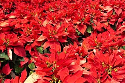 ÔN TẬP CUỐI HKI - 01