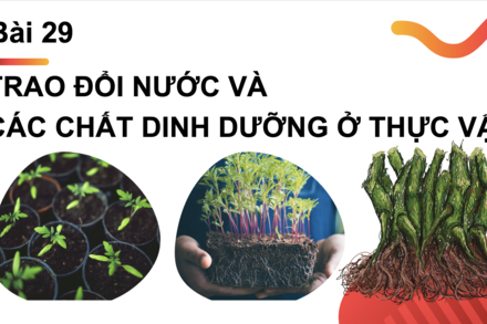 Bài 29: Trao đổi nước và chất dinh dưỡng ở thực vật