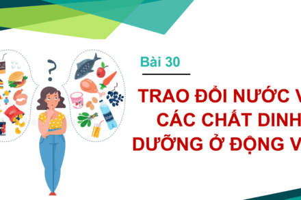 Bài 30: Trao đổi nước và chất dinh dưỡng ở động vật