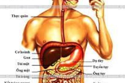 THỰC HÀNH SƠ CỨU GÃY XƯƠNG CẲNG TAY