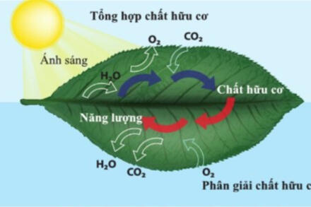 Bài 25. Hô hấp tế bào