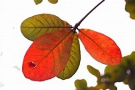 BÀI 6: CHIẾC LÁ ĐẦU TIÊN