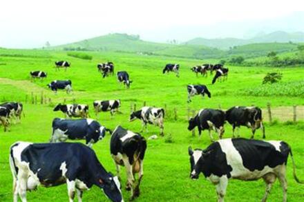 Bài 29: Địa lí ngành chăn nuôi