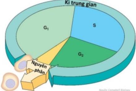 [Si11 Video tương tác] Ôn tập quá trình nguyên phân giảm phân