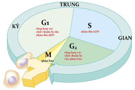 [Si10 Video tương tác] Chu kỳ tế bào