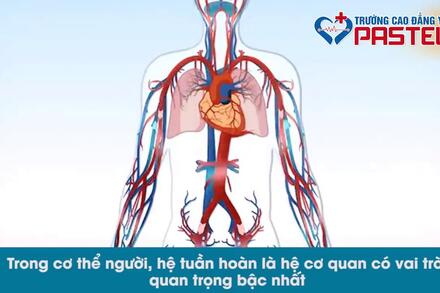 HỆ TUẦNHOÀN TRONG CƠ THỂ NGƯỜI