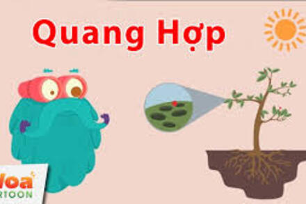 QUANG HỢP là gì? Tại sao lại nói quang hợp quan trọng?