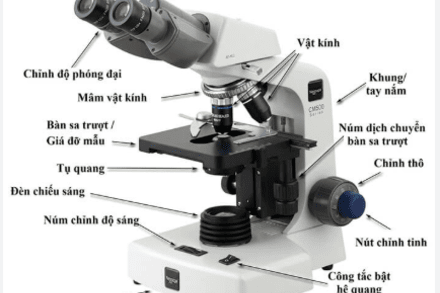 Cách sử dụng Kính hiển vi