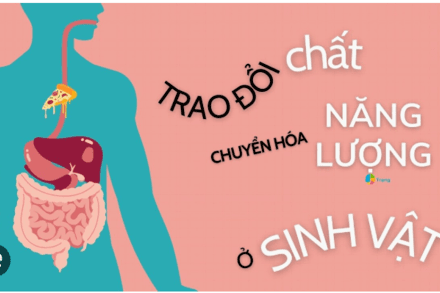 Đề cương ôn tập Giữa kỳ 1-Sinh học 11