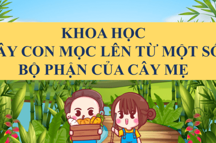 CÂY CON MỌC LÊN TỪ MỘT SỐ BỘ PHẬN CỦA CÂY MẸ