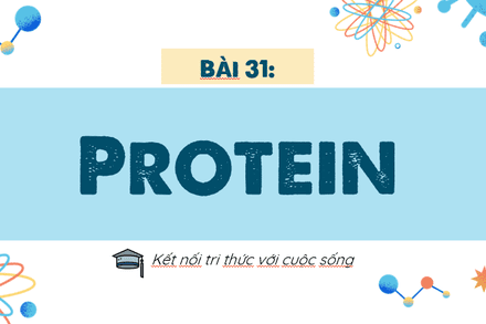 BÀI 31. PROTEIN
