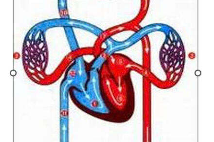 8/14 SẢN PHẨM STEM : SƠ ĐỒ VÒNG TUẦN HOÀN MÁU
