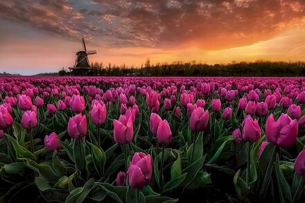 Các kỹ năng cơ bản khi làm bài văn tả cảnh sinh hoạt- lớp 6